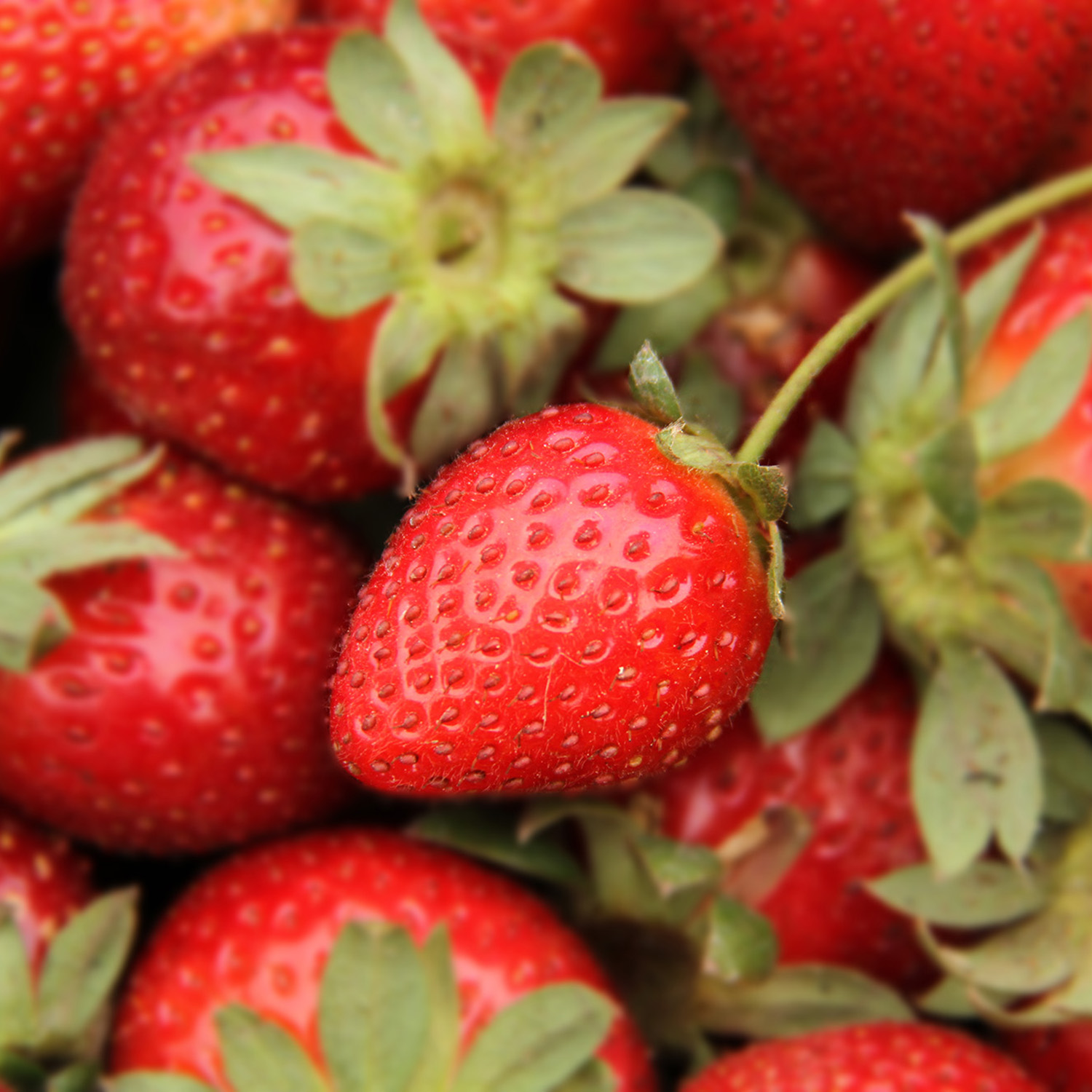 frutilla-calendario frutilla-calendario