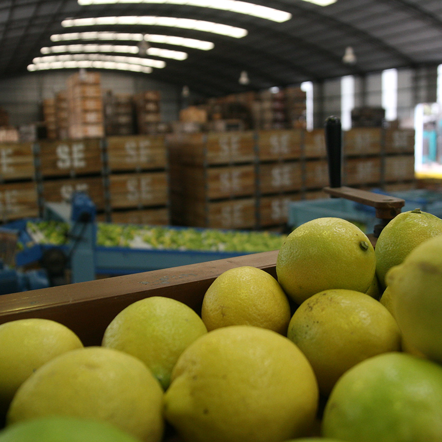 sector citricola sector citricola