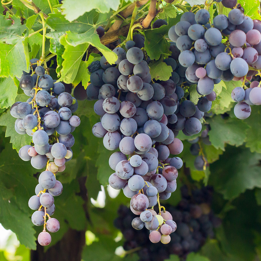 vinos