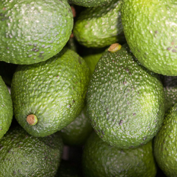 palta