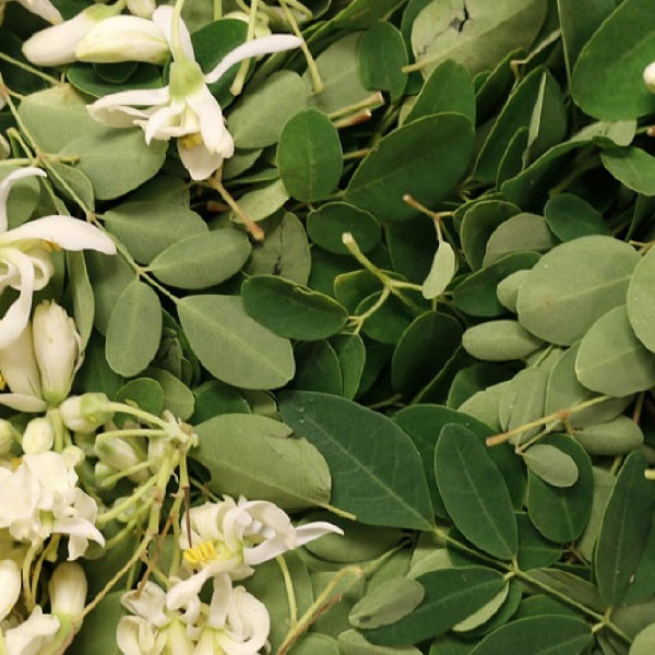 moringa